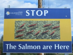 Salmon sign